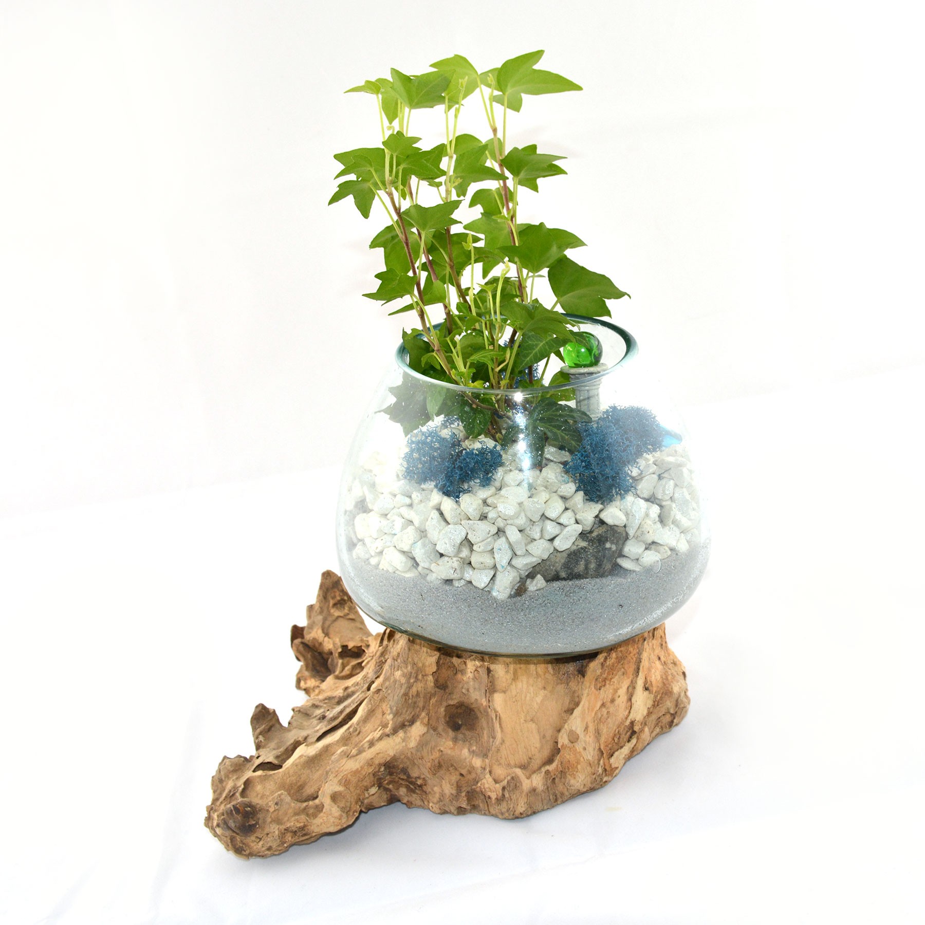 Hand Blown Molten Glass on Teak Driftwood Terrarium / Bowl