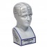 Phrenology Head - Architectural Replicas of historical buildings