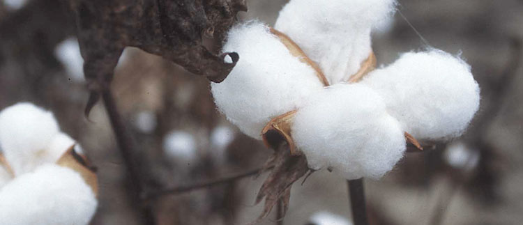 Why Organic Cotton Kids Cloths (Pyjamas, Towel Robes) ?